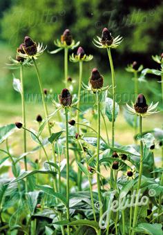 Rudbeckia (Zonnehoed)  occidentalis [Green Wizard]